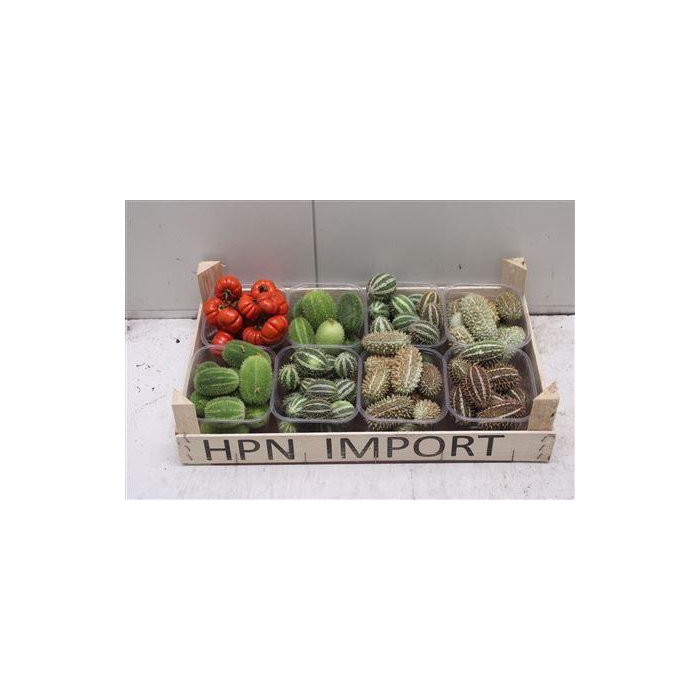<h4>F Cucumis Mix Solanum</h4>