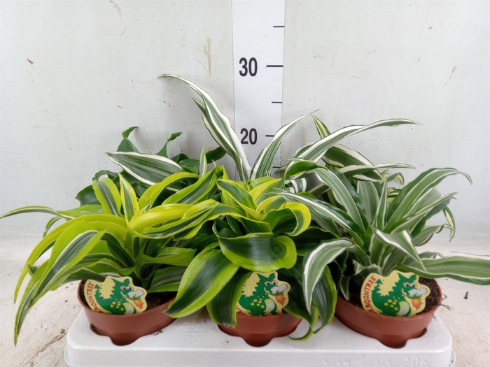 <h4>Dracaena   ...mix</h4>