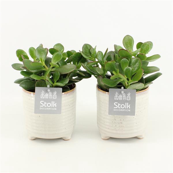 <h4>Crassula Ovata in Maren keramiek pot</h4>