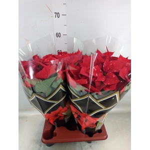 Euphorbia pulc. 'Fantasy Star'