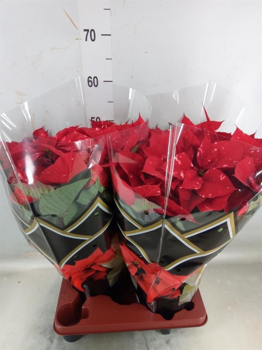 <h4>Euphorbia pulc. 'Fantasy Star'</h4>