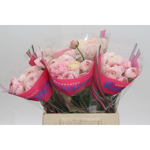 Ranunculus Romance Ferrand