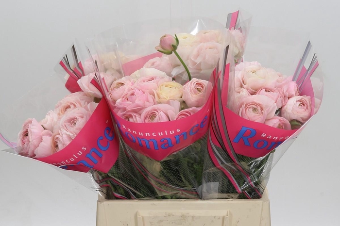 <h4>Ranunculus Romance Ferrand</h4>