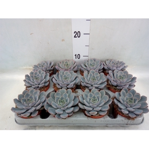 Echeveria  'Orion'