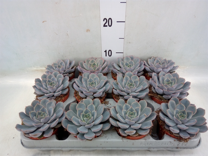 <h4>Echeveria  'Orion'</h4>