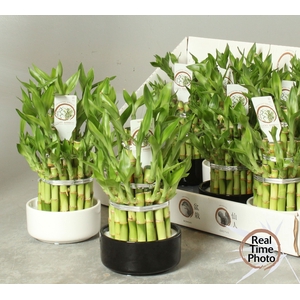 DRA LUCKY BAMBOO