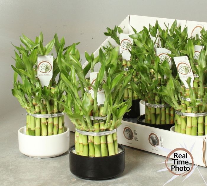 <h4>DRA LUCKY BAMBOO</h4>