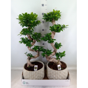 Ficus microcarpa 'Ginseng'