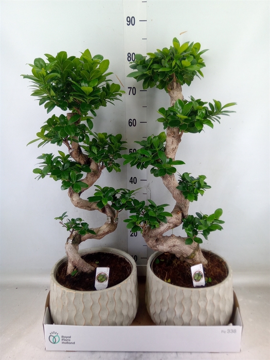 <h4>Ficus microcarpa 'Ginseng'</h4>