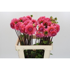 Dahlia Doris Duke