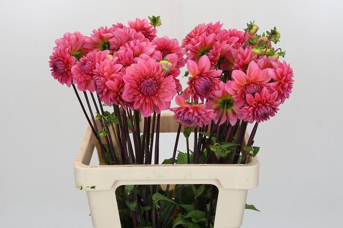Dahlia Doris Duke