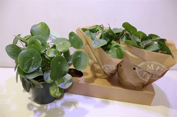 <h4>Pilea Peperomioides</h4>