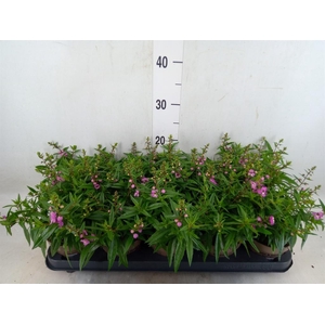 Angelonia  'Serena Purple'