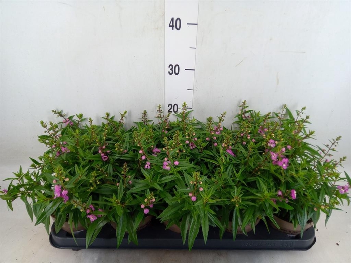 <h4>Angelonia  'Serena Purple'</h4>