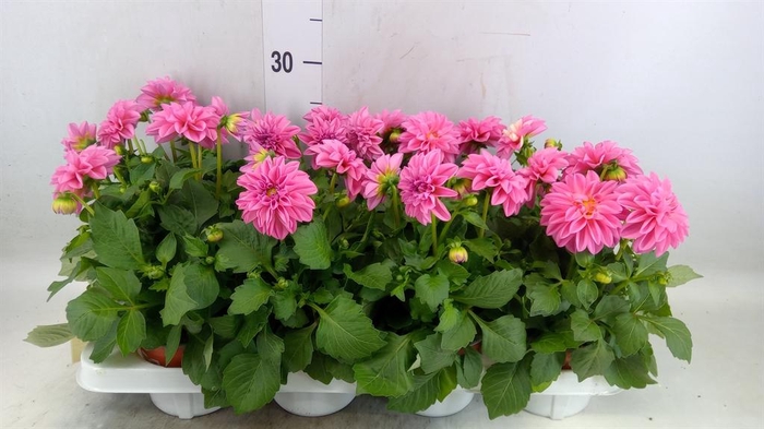 <h4>Dahlia  'Dahlietta Emily'</h4>