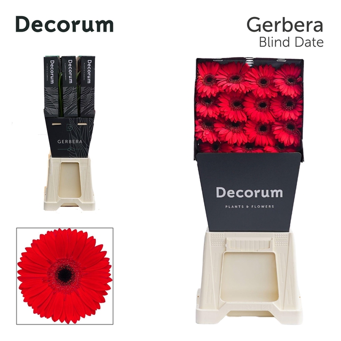 <h4>GE GR BLINDDATE Diamond</h4>