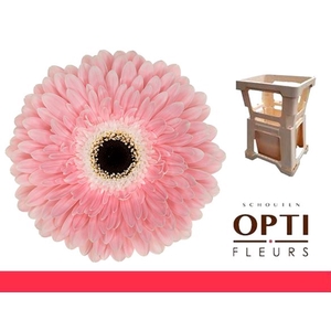 Gerbera Graceland Water