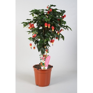 Abutilon Belgische vlag op stam