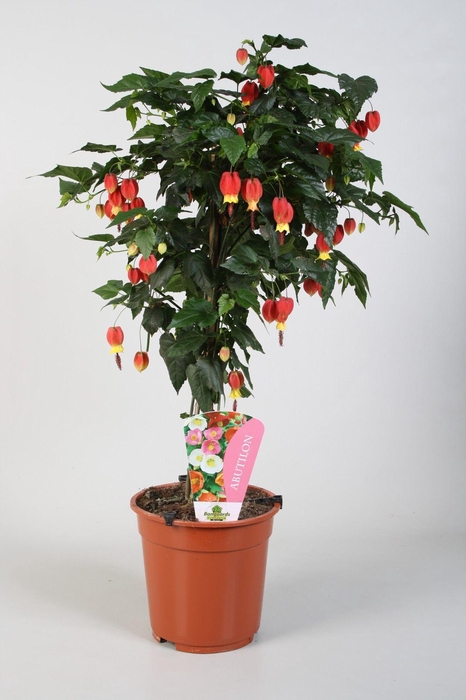 <h4>Abutilon Belgische vlag op stam</h4>