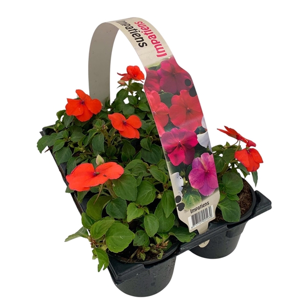 <h4>Impatiens Walleriana zalm 6p</h4>