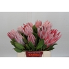 Protea Cynaroides