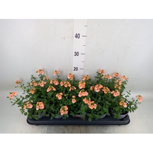 Diascia  'Piccadilly Salmon'