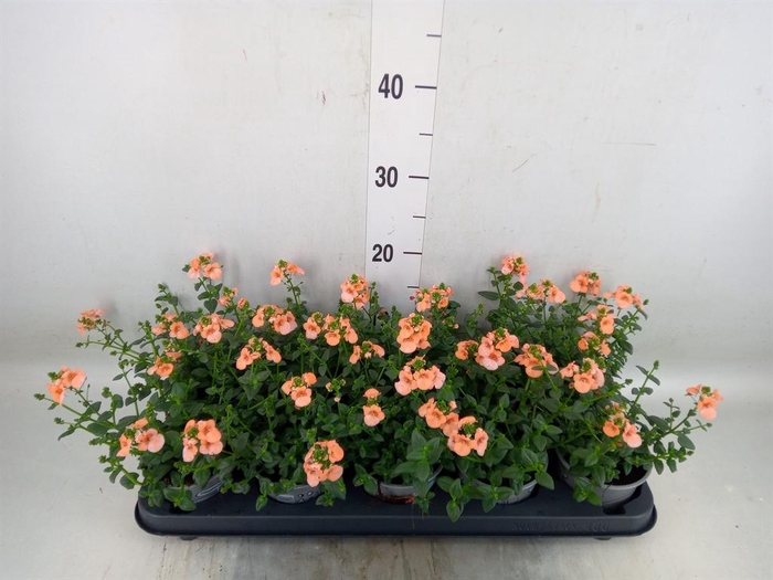 <h4>Diascia  'Piccadilly Salmon'</h4>