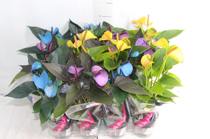 <h4>ANTHURIUM COLOURS P09</h4>