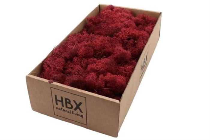 <h4>Deco Moss Reindeer Bordeaux 500g X1</h4>