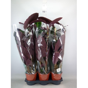 Calathea warscewiczii