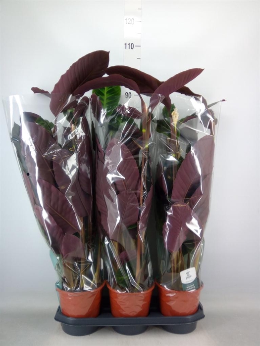 <h4>Calathea warscewiczii</h4>