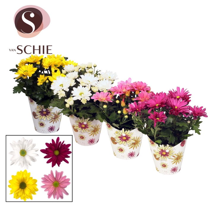 <h4>Ch Margarita Mix Potcover BLOOM</h4>