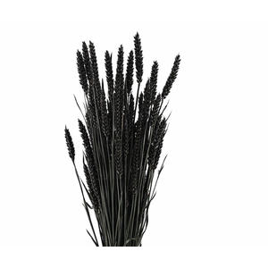 Dried Triticum X5 Black Bunch