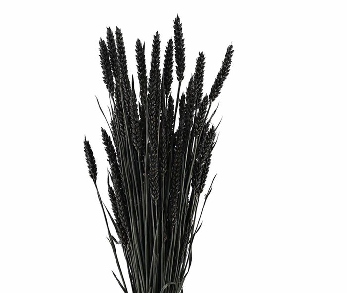 Dried Triticum X5 Black Bunch