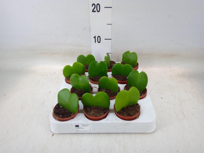 <h4>Hoya kerrii</h4>