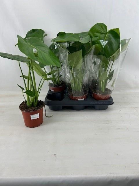 <h4>Monstera Deliciosa</h4>