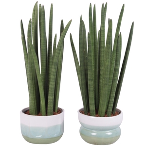 Sansevieria Cylin, Straight 14 Leaf Ø15cm in Ø17cm Ceramic FB675