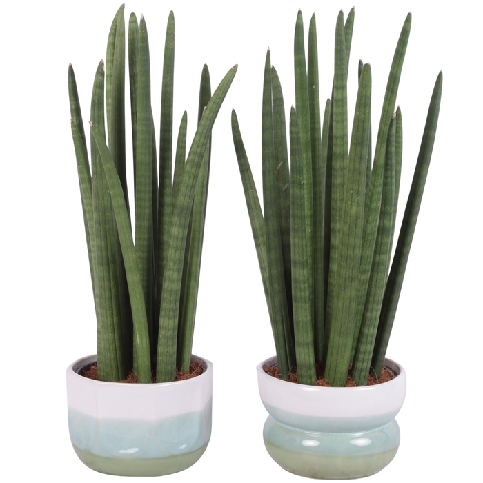 <h4>Sansevieria Cylin, Straight 14 Leaf Ø15cm in Ø17cm Ceramic FB675</h4>