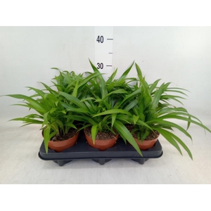 Chlorophytum com. 'Lemon'