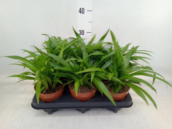 <h4>Chlorophytum com. 'Lemon'</h4>