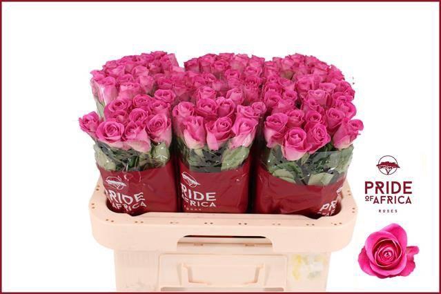 <h4>Rosa kl H3O</h4>