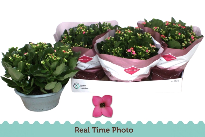 <h4>KAL EN BEL ROSA PINK</h4>