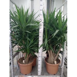 Yucca elephantipes   ...