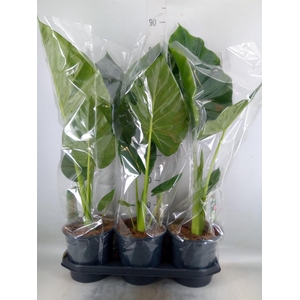 Alocasia macrorrhizos