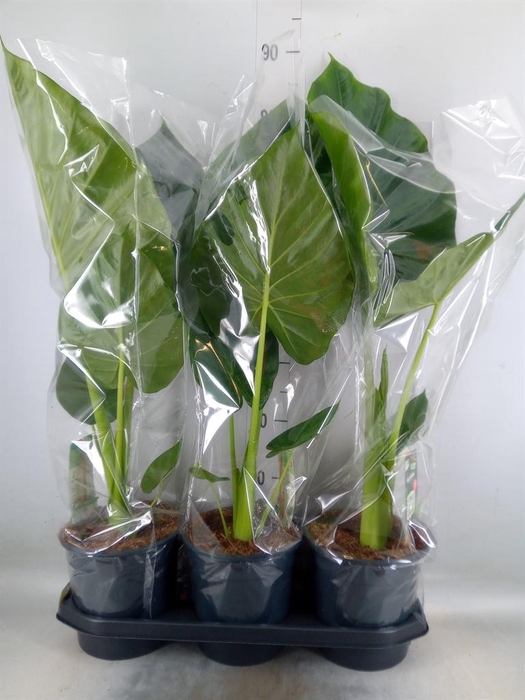 <h4>Alocasia macrorrhizos</h4>