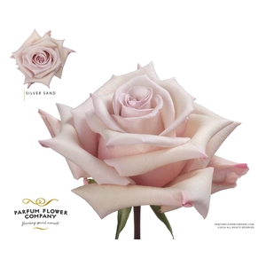 Rosa Premium Silver Sand