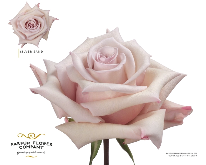 <h4>Rosa Premium Silver Sand</h4>