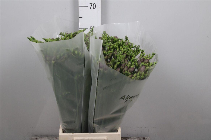 <h4>Fr Du Romantic Lavender</h4>