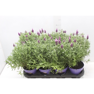 LAVANDULA STOECHAS DEEP ROSE P15