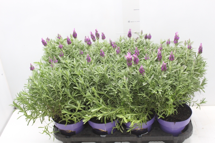 LAVANDULA STOECHAS DEEP ROSE P15